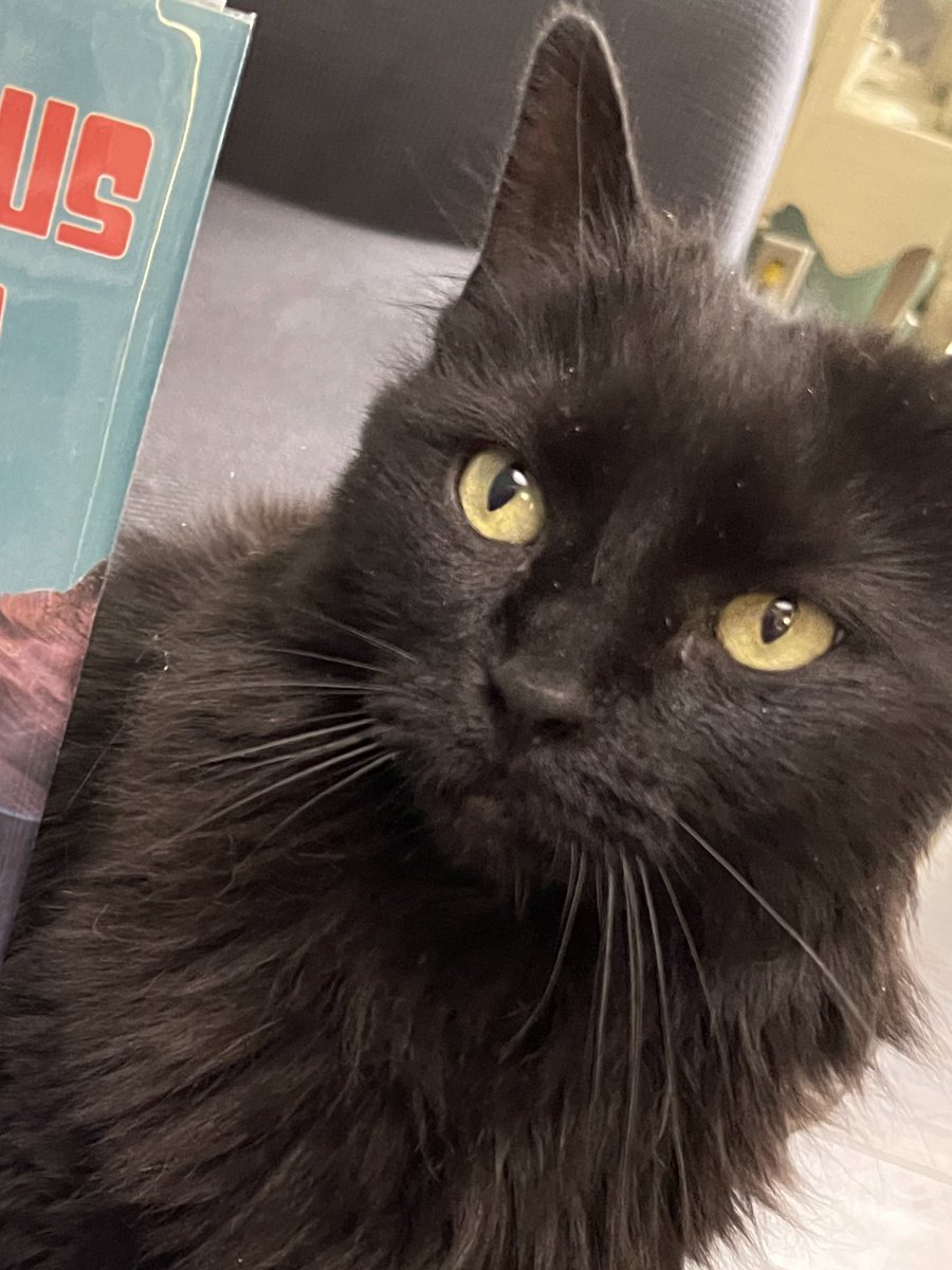 iGregGreene's tweet photo. Lucky is such a sweet kitty. I call out “Lucky reading time!” and she runs to the couch and hops in my lap. Looks like she approves of today’s selection.
#CatsOfTwitter #HorrorCommunity
#horror
#michaelshea
#cats https://t.co/2q42FFQMW7