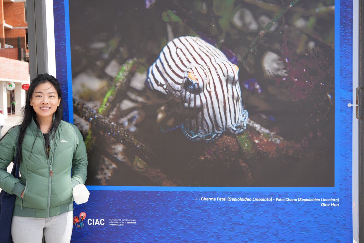 qiazhua's tweet photo. Elated to have my shot of the #StripedPyjamaSquid selected for the @CIAC2022 exhibit that is now displayed along the coast till the end of Apr! Obrigada @conchoecia for the photo w my photo😄 https://t.co/vctibidHMw