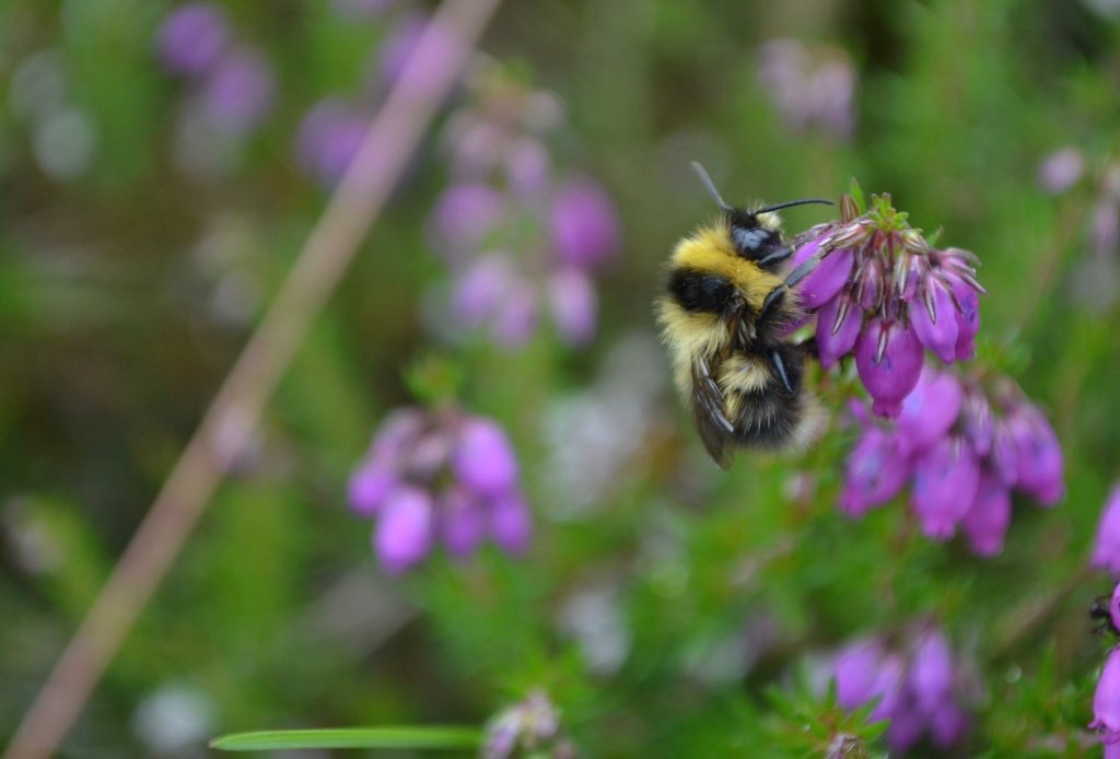LGSpace's tweet image. Only 3% of UK wildflower meadows are left - bad news for bumblebees. RT if you think we should give bees, butterflies &amp;amp; other pollinating insects a fighting chance by growing wildflowers in our gardens, communities, towns &amp;amp; countryside, and by avoiding pesticides &amp;amp; weedkillers 🐝