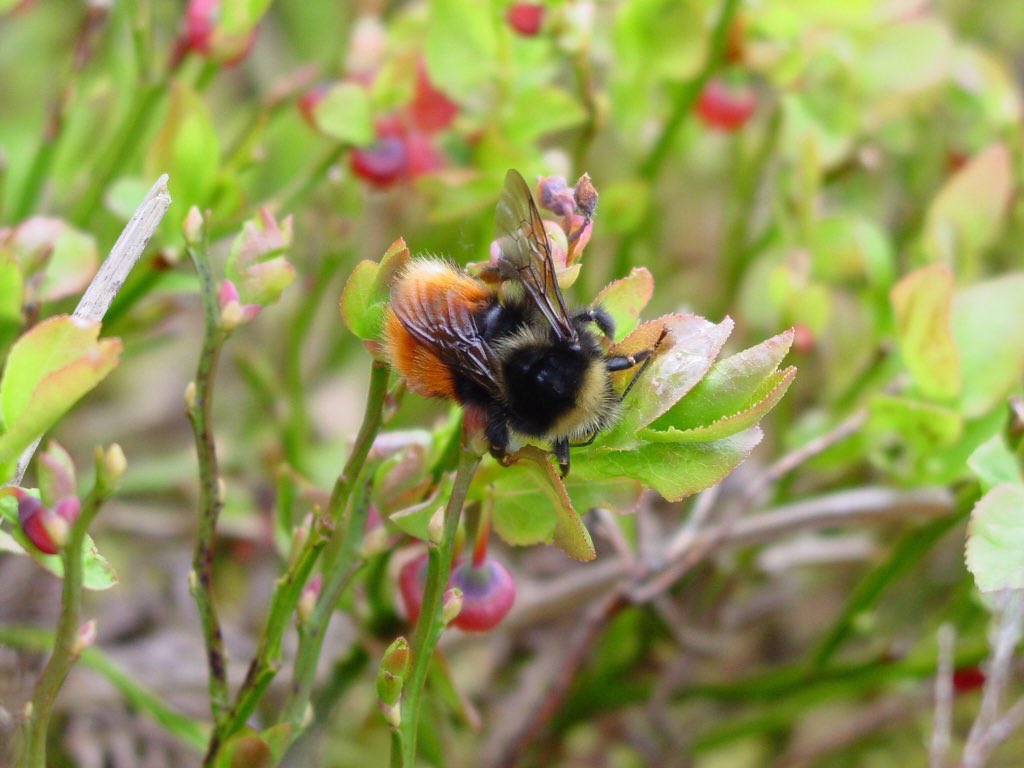Only 3% of UK wildflower meadows are left - bad news for bumblebees. RT if you think we should give bees, butterflies &amp; other pollinating insects a fighting chance by growing wildflowers in our gardens, communities, towns &amp; countryside, and by avoiding pesticides &amp; weedkillers 🐝