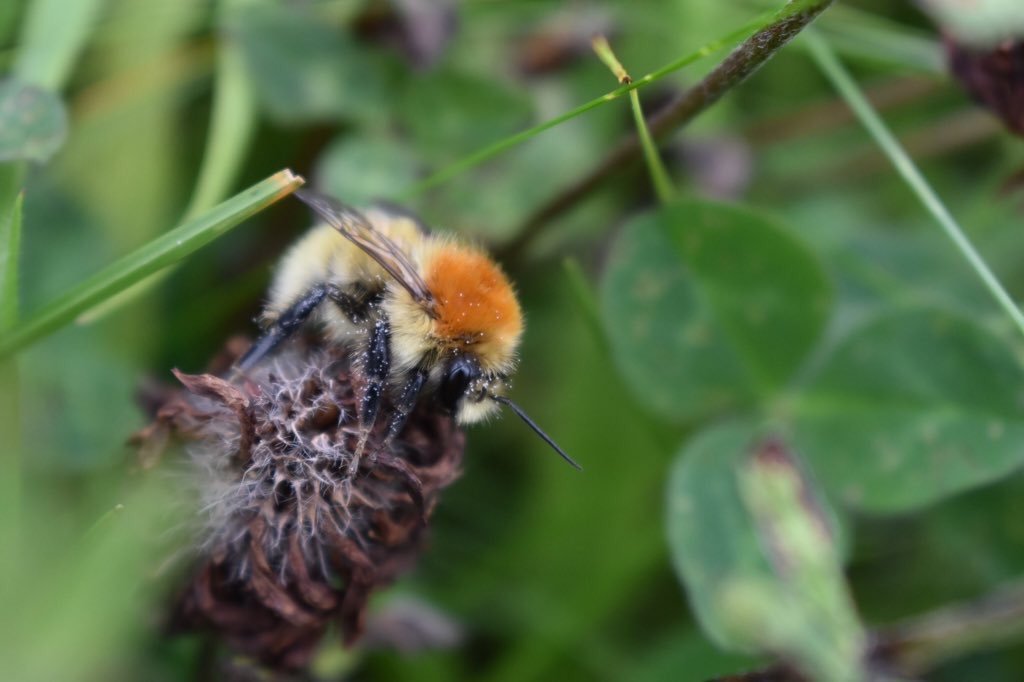 LGSpace's tweet image. Only 3% of UK wildflower meadows are left - bad news for bumblebees. RT if you think we should give bees, butterflies &amp;amp; other pollinating insects a fighting chance by growing wildflowers in our gardens, communities, towns &amp;amp; countryside, and by avoiding pesticides &amp;amp; weedkillers 🐝