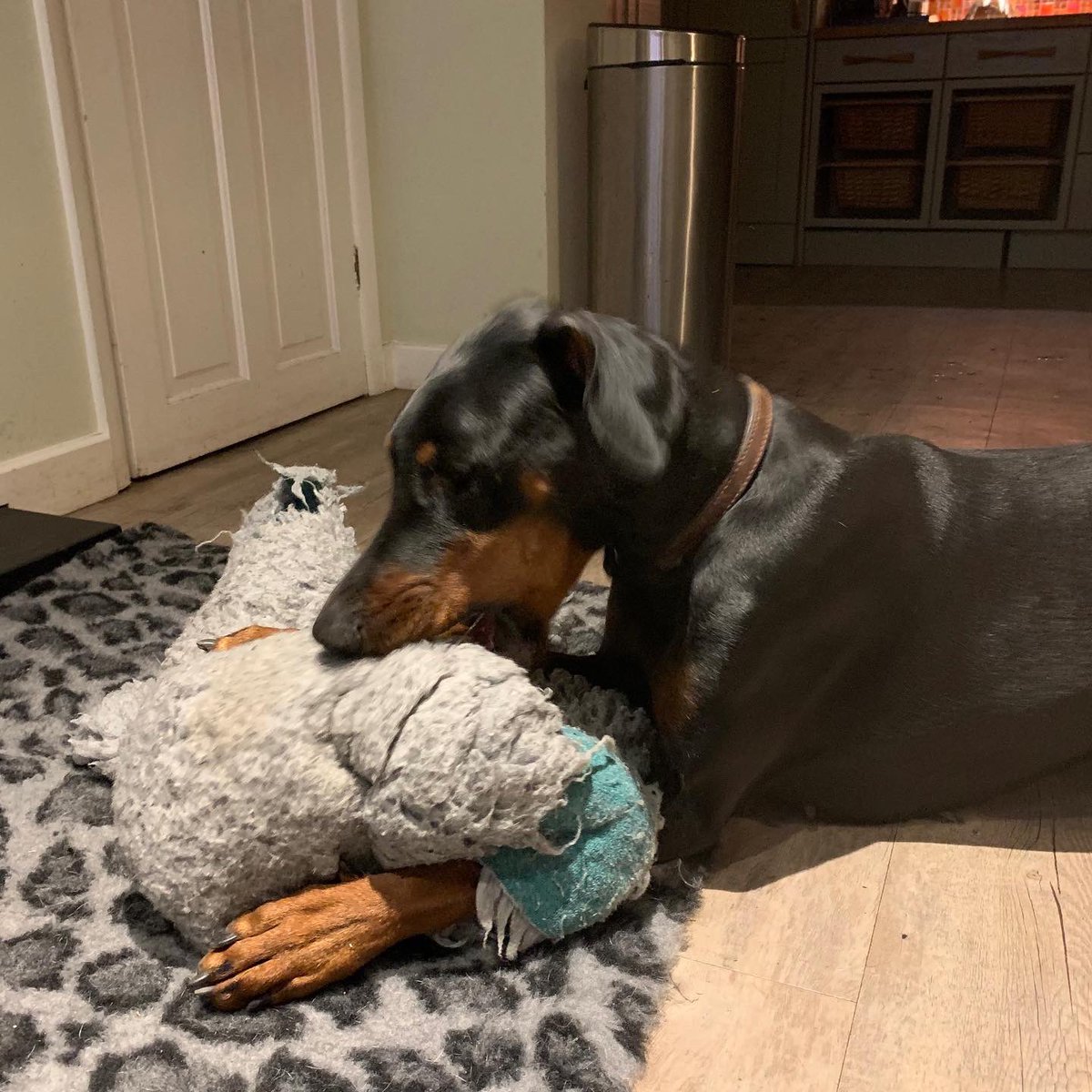 Miniclick_'s tweet photo. Just arrived #rubythefosterdog 😍🐾😍

@LincsDobermann #giveadogahome #AdoptDontShop #DogsofTwittter #Doberman #dobermann #dobie https://t.co/SZ1UviURHz
