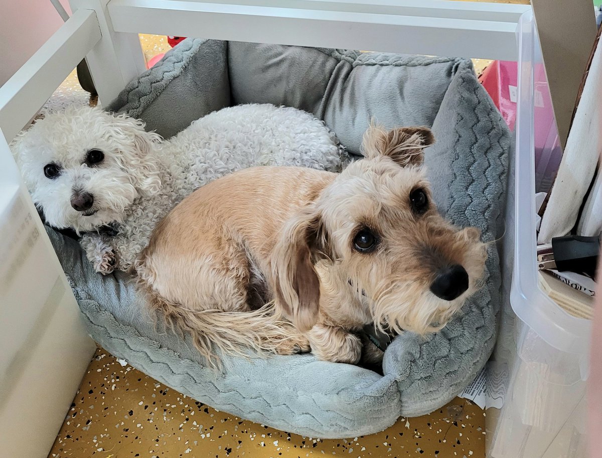 craftdi1's tweet photo. No more chatter about a certain Oscar event!
Let's see your precious  pets❣️ https://t.co/Vm5HuTYBmi