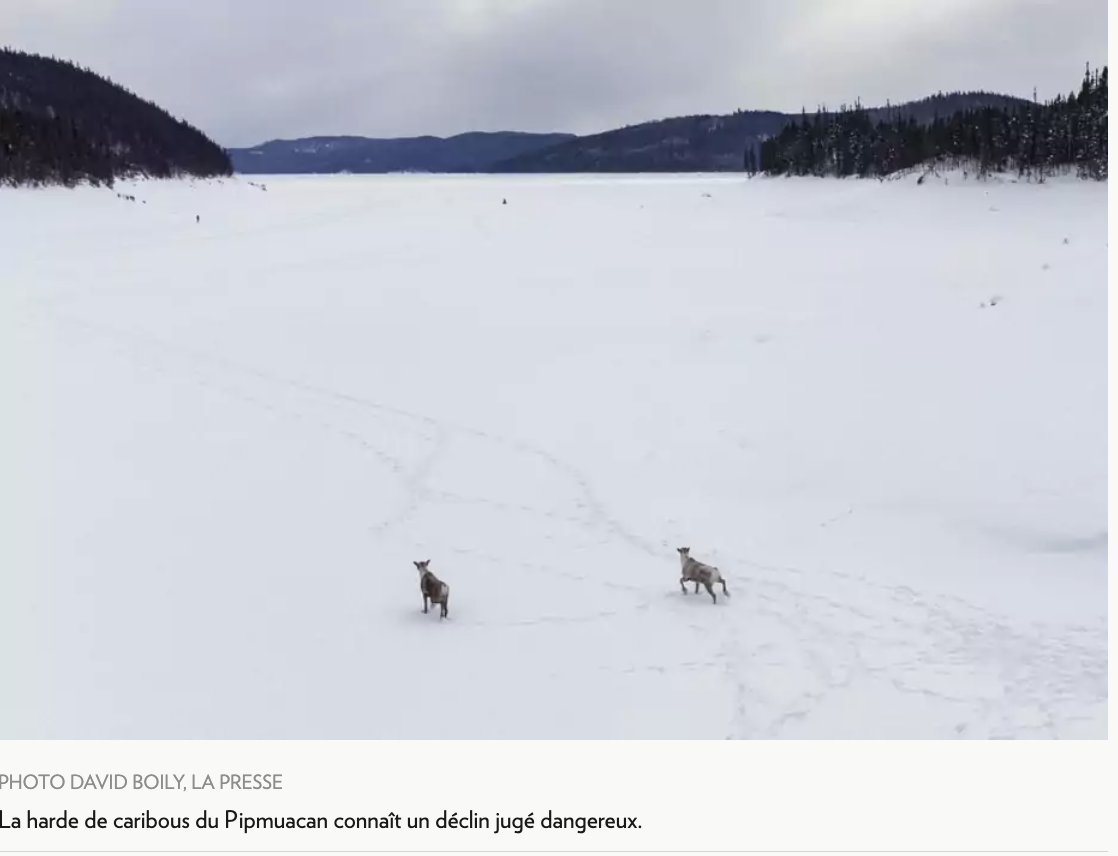 Si vous n'avez pas encore lu vos journaux du week-end, allez voir, pendant qu'il en est encore temps, les caribous du Pipmuacan racontés par les collègues <a href="/JTLeveille_LP/">Jean-Thomas Léveillé</a> &amp; David Boily -  #polqc bit.ly/3u4abJa
