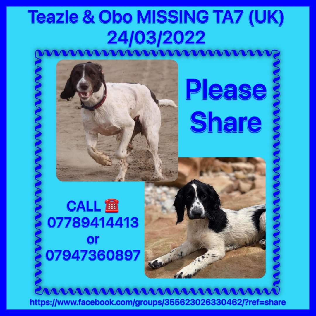 MissingPetsGB tweet picture