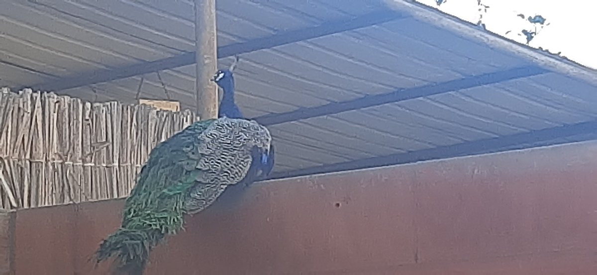 AnyMeV's tweet photo. Me encanta un restaurant que sea así rústico y lleguen estos visitantes😍🤩🦚 #Ocopa https://t.co/l95ZZ5tvOb