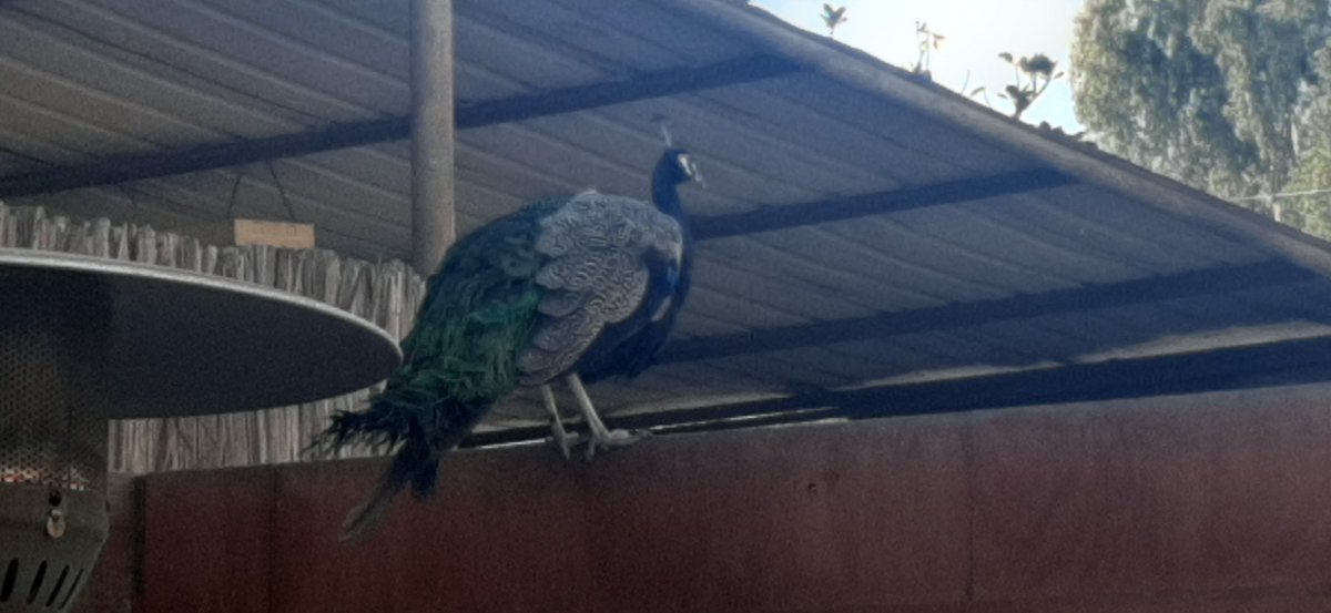 AnyMeV's tweet photo. Me encanta un restaurant que sea así rústico y lleguen estos visitantes😍🤩🦚 #Ocopa https://t.co/l95ZZ5tvOb