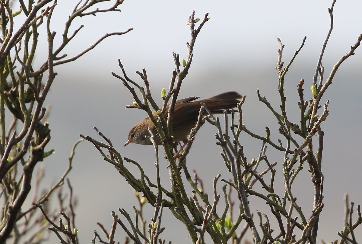 JamesyMurphy's tweet photo. Late post of only pic of Cetti`s Warbler at Cahore on 29/3/22 https://t.co/xkkWrYhhJK