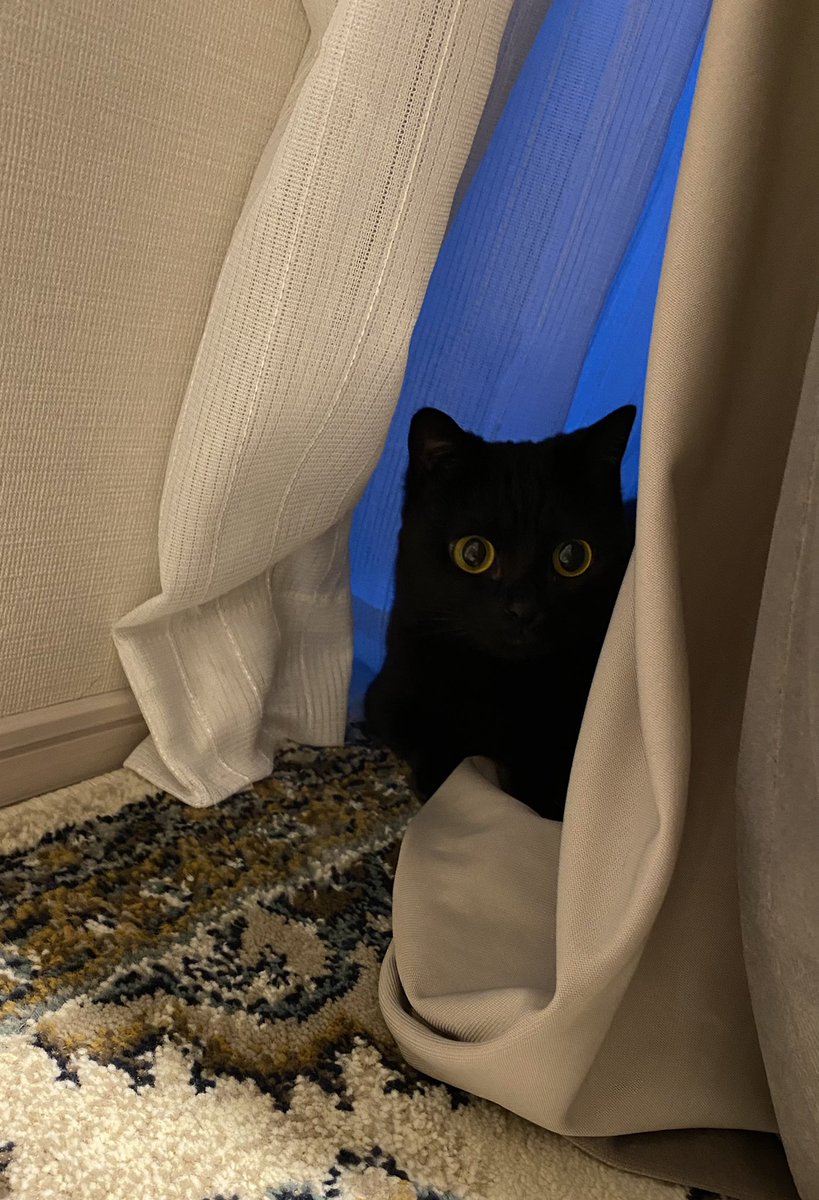 herb_the_cat's tweet photo. 4/10(日)はハーブのお誕生日🌿わくわく。 https://t.co/aInwyCPzLI