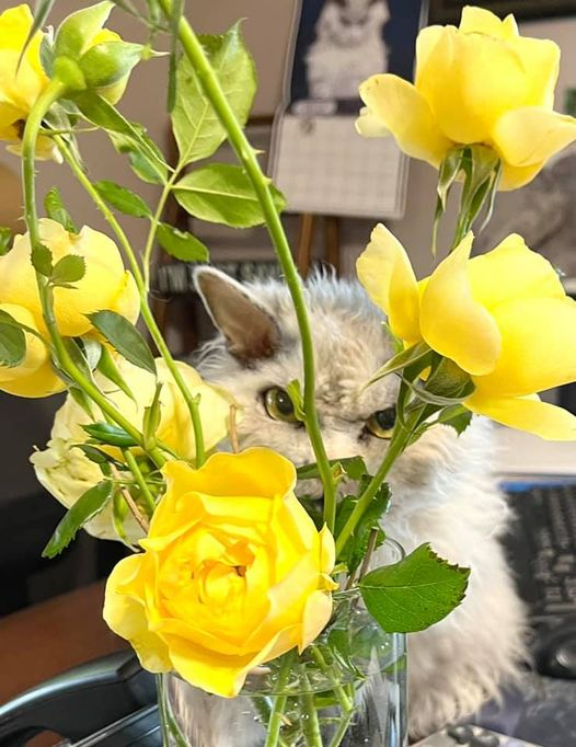 marillion13's tweet photo. #RIP #PompousAlbert. https://t.co/5wrUBm9JEs