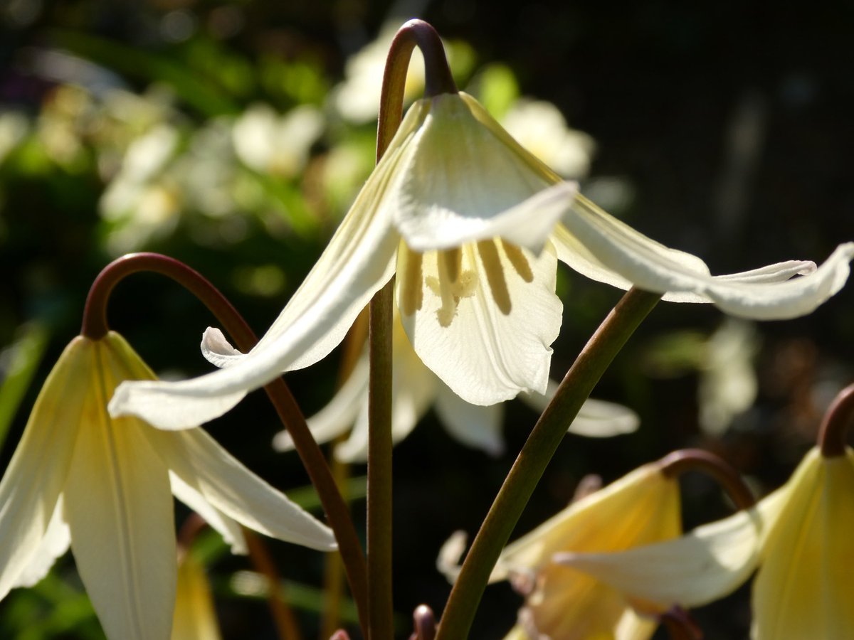 Sharron05594181's tweet photo. Erythronium’s starting to flower. https://t.co/TafjipPZ8f
