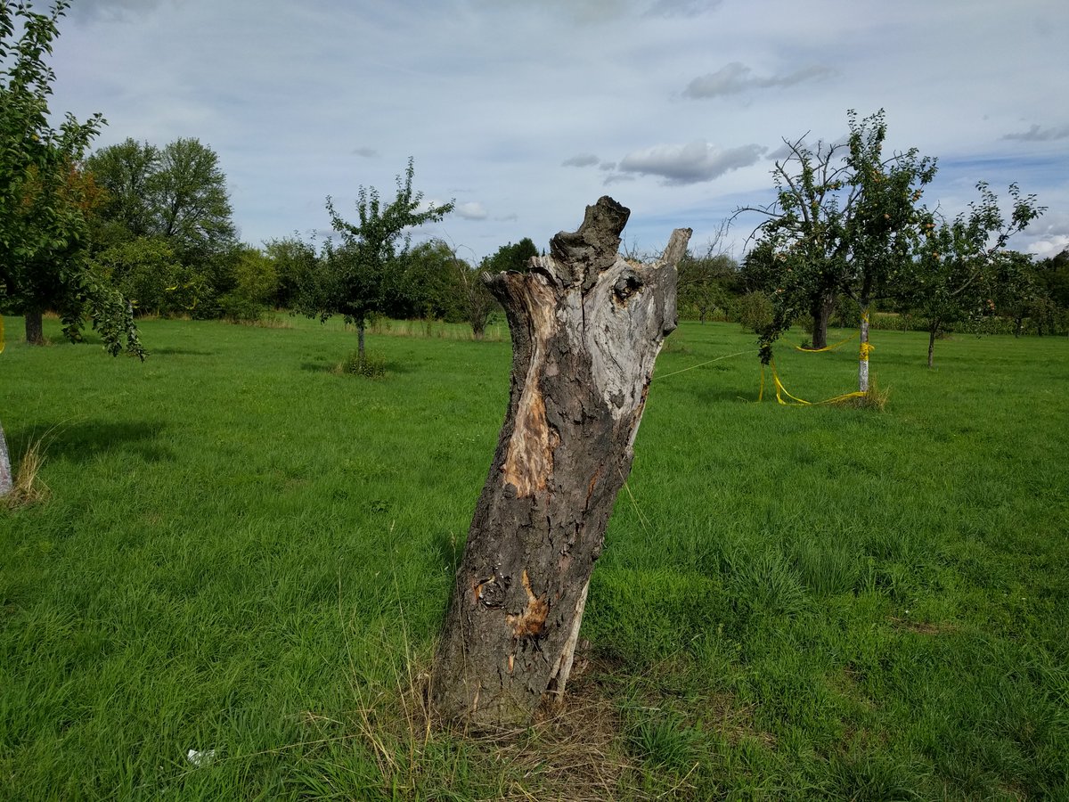ErnstKursten's tweet photo. #Streuobstprojekt der #ABL #Mitteldeutschland
Sowohl für den langfristig gesicherten Ertrag als auch für den hohen ökologischen Wert muss eine #Streuobstwiese regelmäßig gepflegt werden: Nutzung des #Grünlandes durch Mahd oder Weide + #Baumschnitt
https://t.co/sn4FInoIsM https://t.co/ZNQNbqFIFB