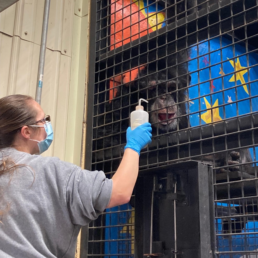 projectchimps's tweet photo. Collin is having a difficult time recovering from recent surgery. He is making strides every day but is at risk of a blood clot. Please keep him, and the humans tending to his needs, in your thoughts over the next two weeks. Weβll keep you posted.
#CollinChimp #vetcare https://t.co/C2rooWMzhb