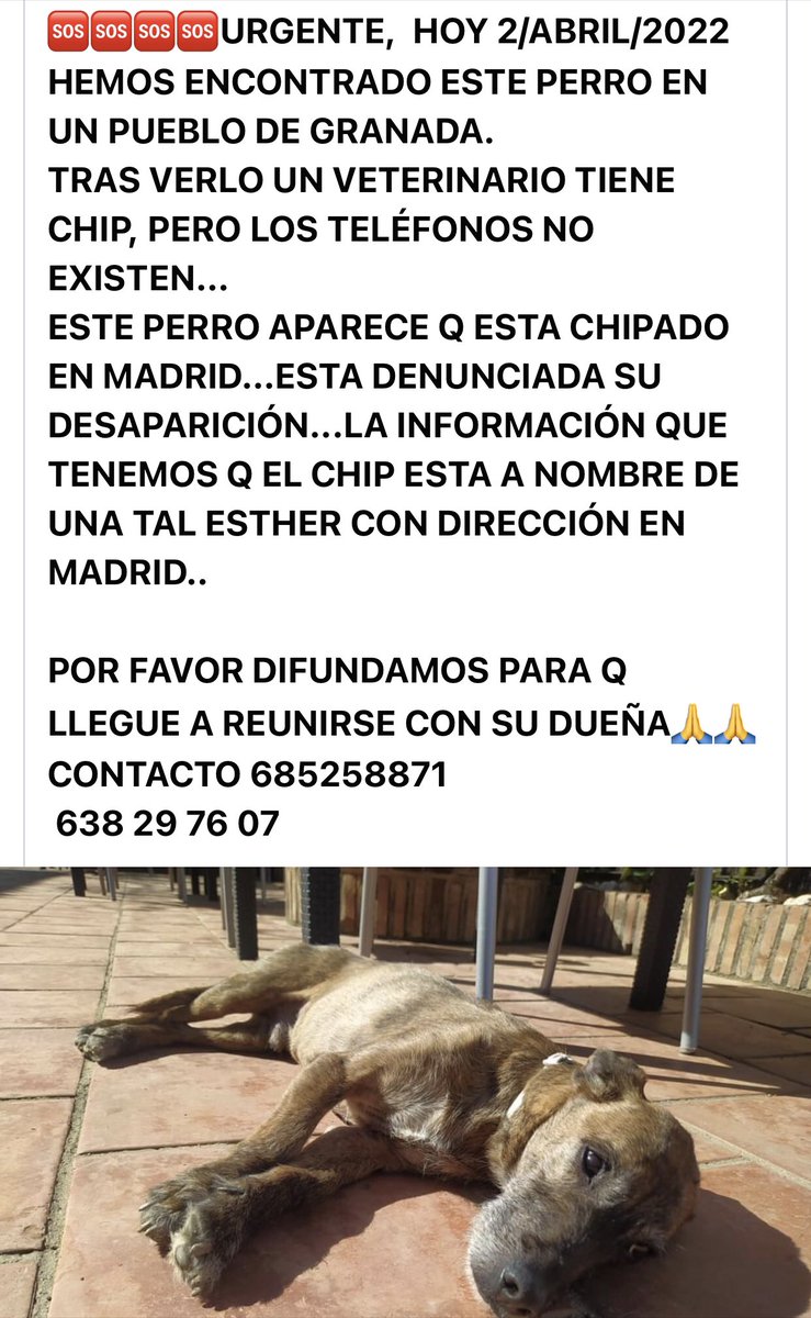 beadifusiones's tweet photo. Ha aparecido un perrito que se denunció su desaparición en Madrid a nombre de Esther y ahora no existen los teléfonos del chip de contacto! Difusión por favor 🙏 🐾🐾 https://t.co/YEhneeejK1