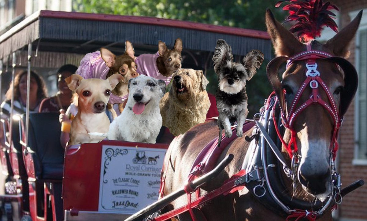Pawventures2's tweet photo. #pawventures in New Orleans… https://t.co/1hKloA5JBE