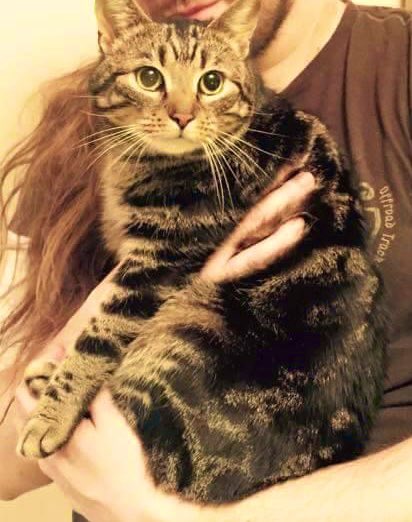LifeOfMrCat's tweet photo. Itis mine “gacha dae”. Momb and dade bringed me home 7 yer’s ago todae. I wase alrandy an biggboy! #CatsOfTwitter #GotchaDay https://t.co/UXnYuWRLxM