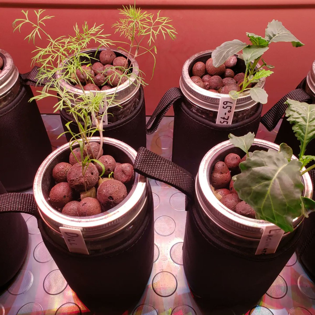 GardenCruisers's tweet image. Check out this comparison. Kratky method vs Soil for Dill and Kale. Passive hydroponics are amazing!!!
#growyourown #GardeningTwitter #kratkymethod