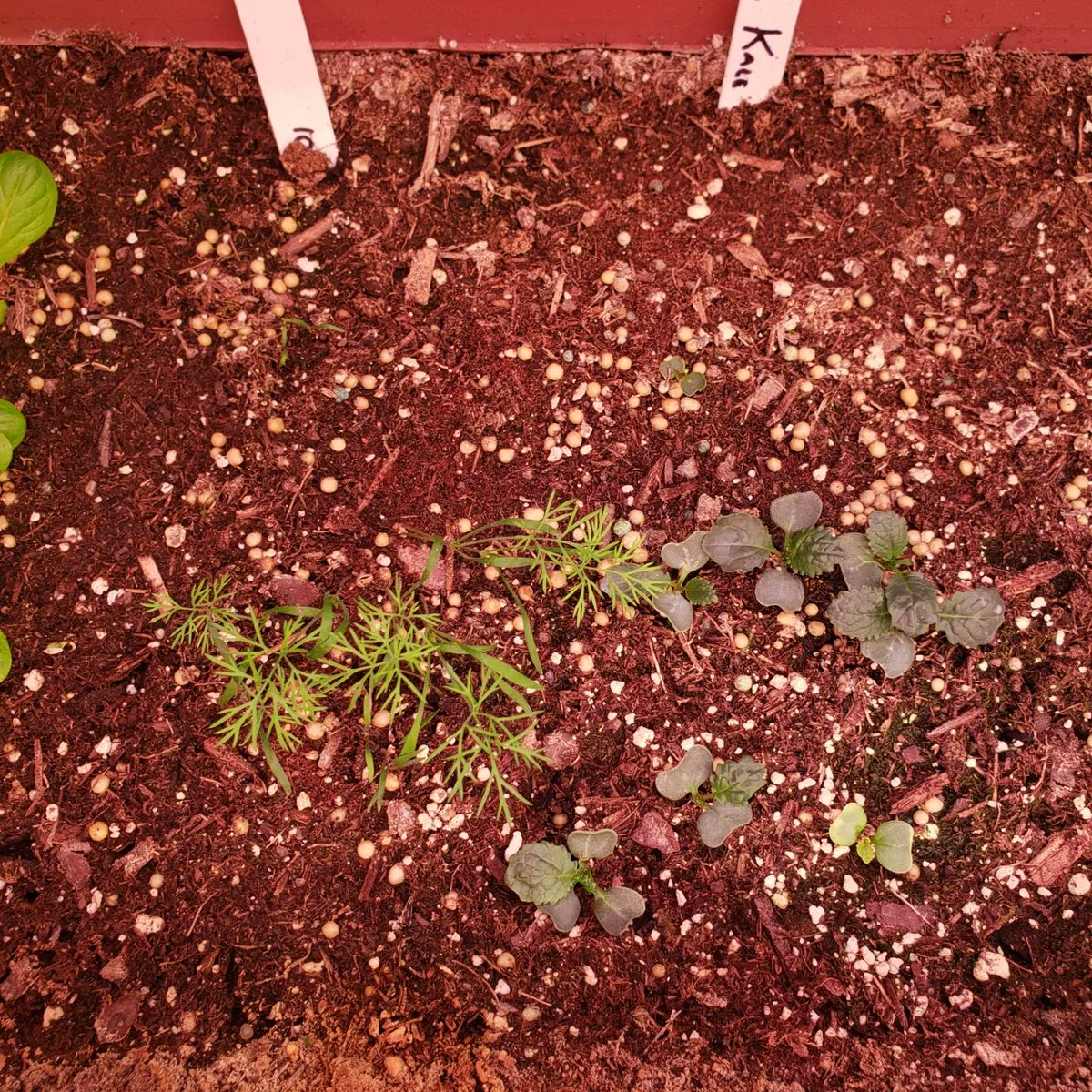 GardenCruisers's tweet image. Check out this comparison. Kratky method vs Soil for Dill and Kale. Passive hydroponics are amazing!!!
#growyourown #GardeningTwitter #kratkymethod