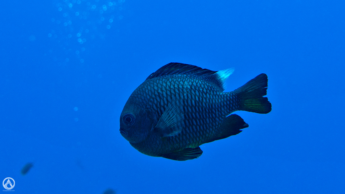CjViggers's tweet photo. Three-spot Dascyllus, Fiji  

#JollyHolidaySailing #Fiji #GreatWhiteWall #scubadiving #SomosomoStrait #SouthPacific #threespotdascyllus https://t.co/luOzvSHWR5
