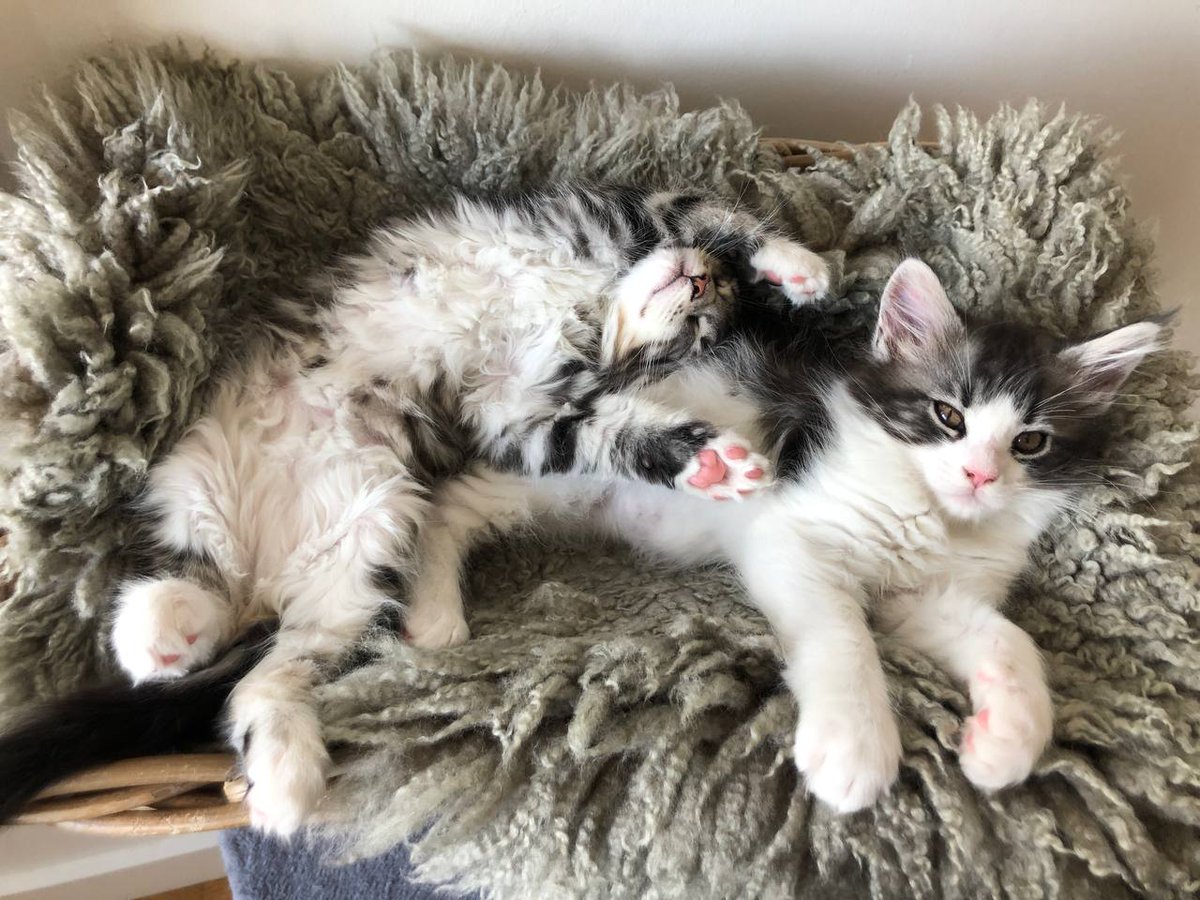 sandrietta's tweet photo. @EwaChrostek We decided that we want another cat to make a company for our Kosh. So now we have Kosh and two kittens. 🙃 https://t.co/eWbuubTMMl
