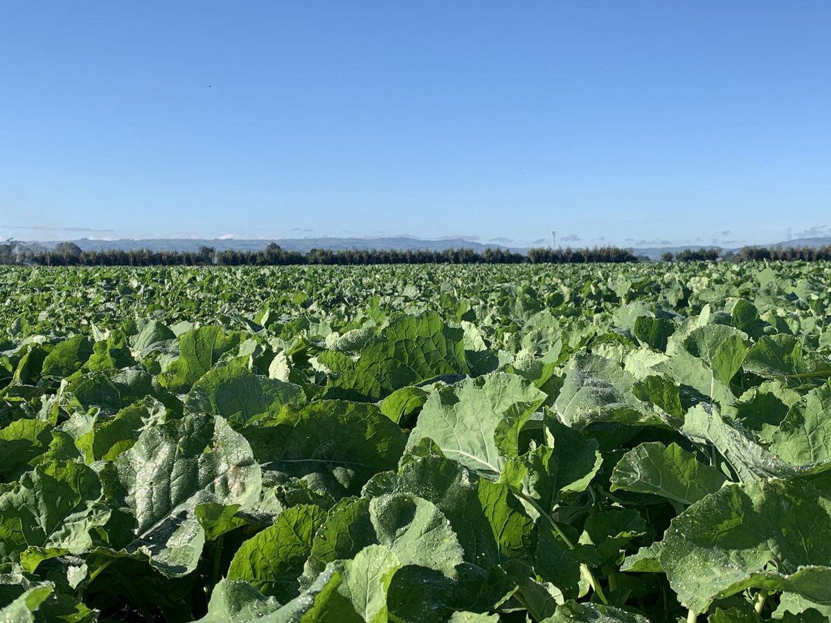 agronomygeek's tweet photo. Love seeing nice crops. #cleancrop #telarready so clean so tidy https://t.co/t9Ns4LM2gH
