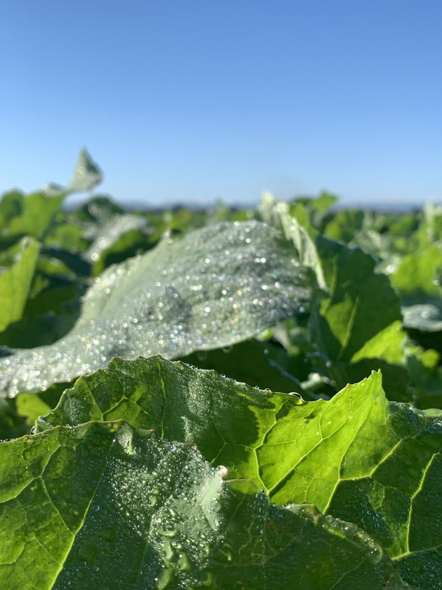 agronomygeek's tweet photo. Love seeing nice crops. #cleancrop #telarready so clean so tidy https://t.co/t9Ns4LM2gH