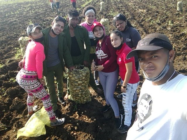Juvenil60's tweet photo. Participan jóvenes del destacamento junto a miembros de la @UJCSantaClara en recogida de papa está mañana, en saludo al #60UJC https://t.co/U2hO99Rgwn