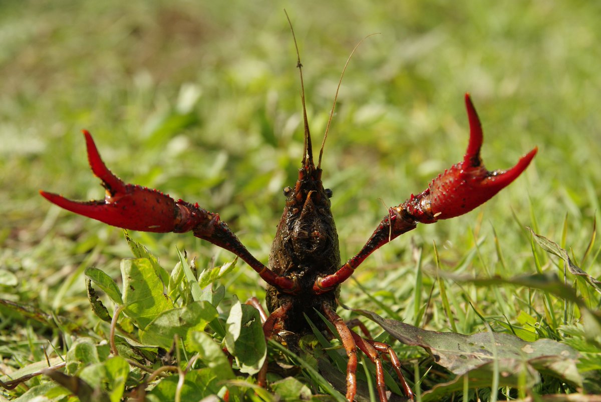 BODWereldstad's tweet photo. Podcast #32 staat live! Met o.a. de natuurlijke associatie bij 1 april in Rotterdam-West, reageren op #RoPoPo, 80.000 smakelijke rivierkreeftjes uit de Krimpenerwaard (en er is nog meer 😋) &amp; geïnstalleerd worden in de raad: "Behind the Scenes"

https://t.co/MuKxvwp766 https://t.co/jUMFmPM8bp