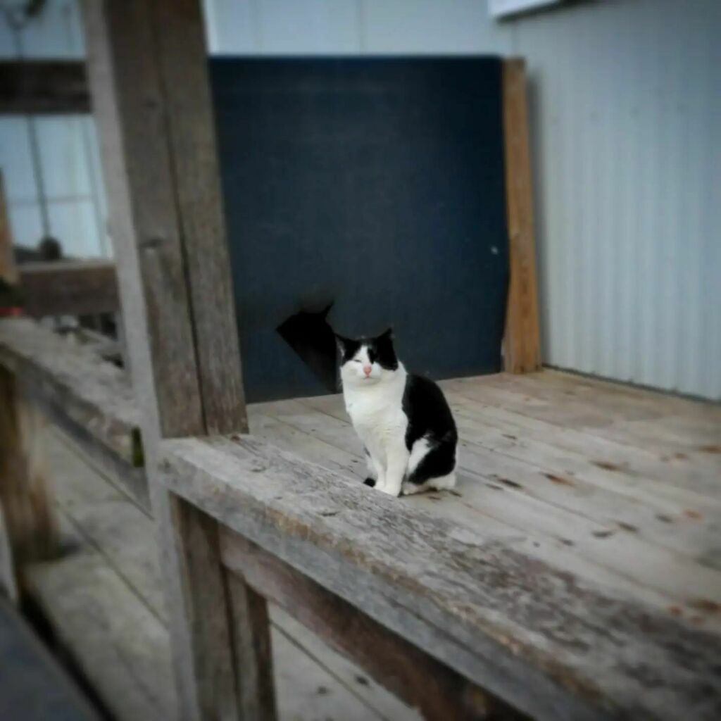 RVoodoo's tweet photo. Outage buddy, nuke cat Patches. Skittish little thing, finally got to pet her yesterday after 2 months. #cat #nuclear #nukecat https://t.co/HCoOrHtVln https://t.co/fiHZ8irO01
