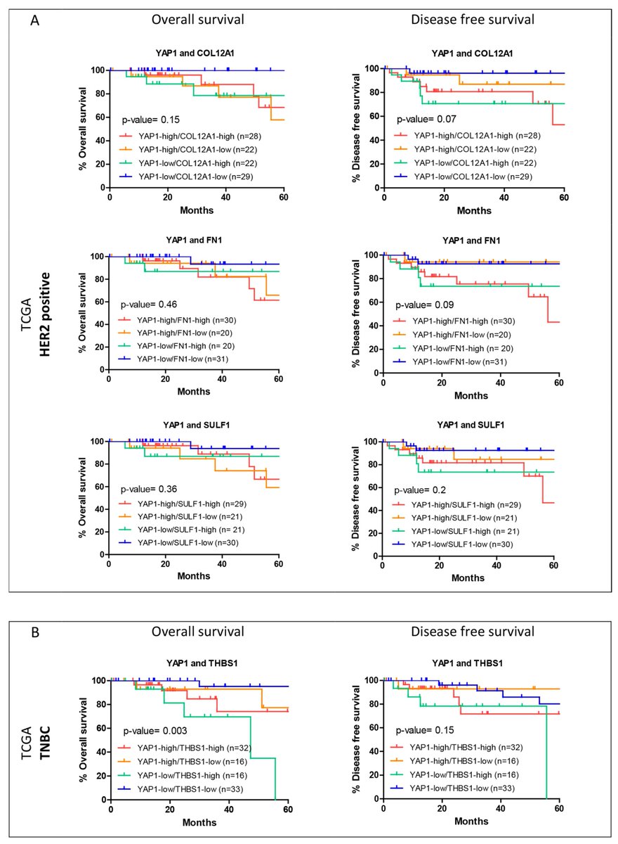 mkjolly15's tweet photo. Happy to have contributed, together with @sushimndl @BSSE_IISc, to this study on predictive power of YAP1 signature in breast cancer, led by Madhura Kulkarni's group @IISERPune @Prashanticare, published in @JCM_MDPI. 
https://t.co/7rY1d8V0ra
@TCGAIndia @MDPIOpenAccess @INYAS_INSA https://t.co/F1tGIJSGbI