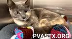 PeterAskin1's tweet photo. Poor dilute calico kitty Twinkie 153417 at the Palm Valley Animal Society in #EdinburgTX has unborn kittens but birth canal blocked by a deceased one! Shall get a emergency c-section but needs rescue! Email rescue@pvastx.org to help! Pledge! 
VERY URGENT!
https://t.co/k8Kf9n8JmO https://t.co/wwkxQvZUbu