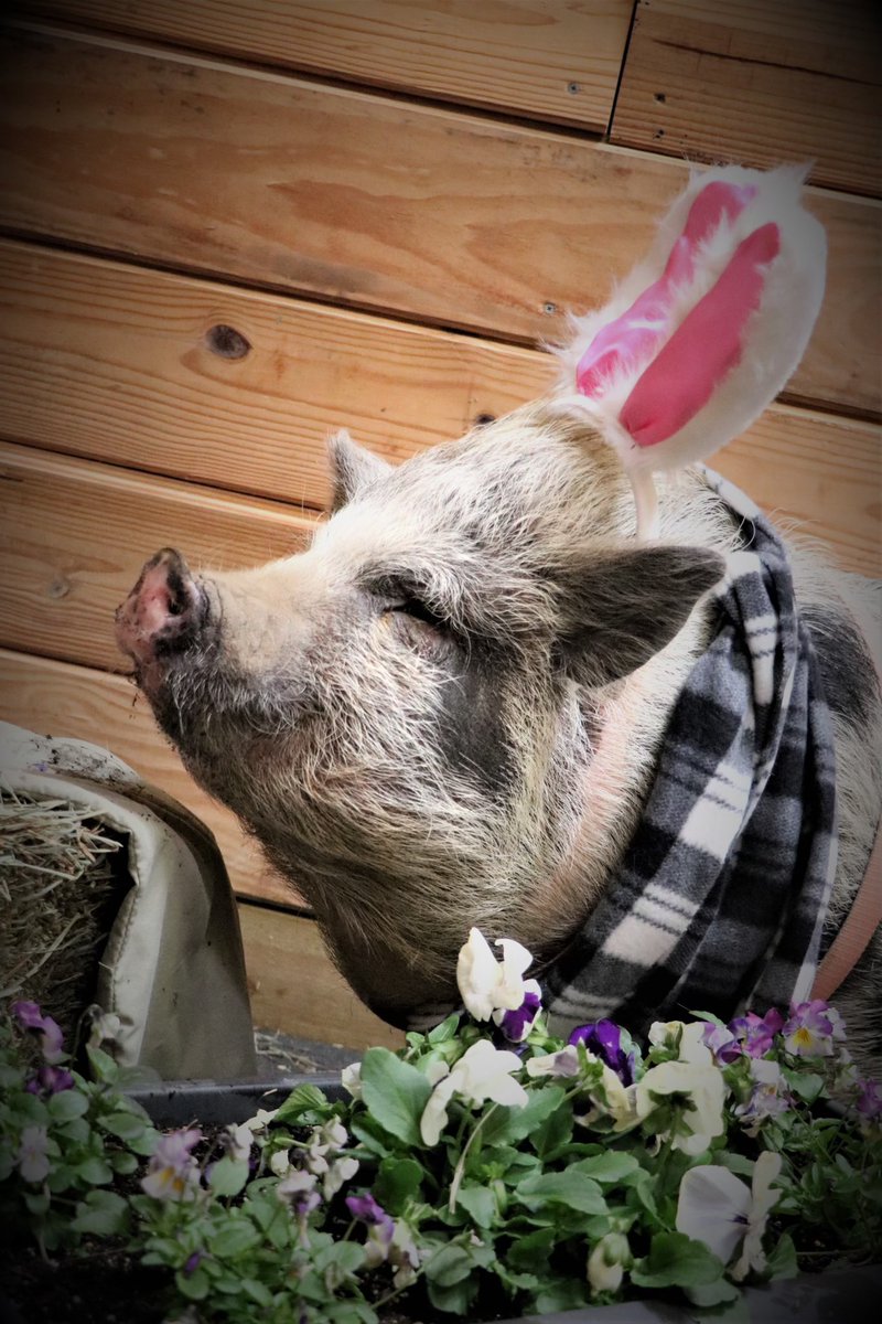 PigglesThe's tweet photo. Pickles took Easter pics this weekend! She was such a good girl! Here’s a sneak peek! https://t.co/kH6fn07t98