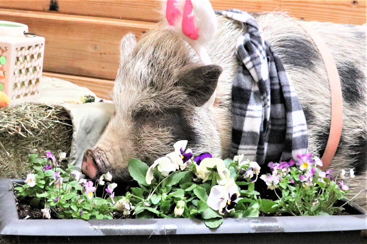 PigglesThe's tweet photo. Pickles took Easter pics this weekend! She was such a good girl! Here’s a sneak peek! https://t.co/kH6fn07t98