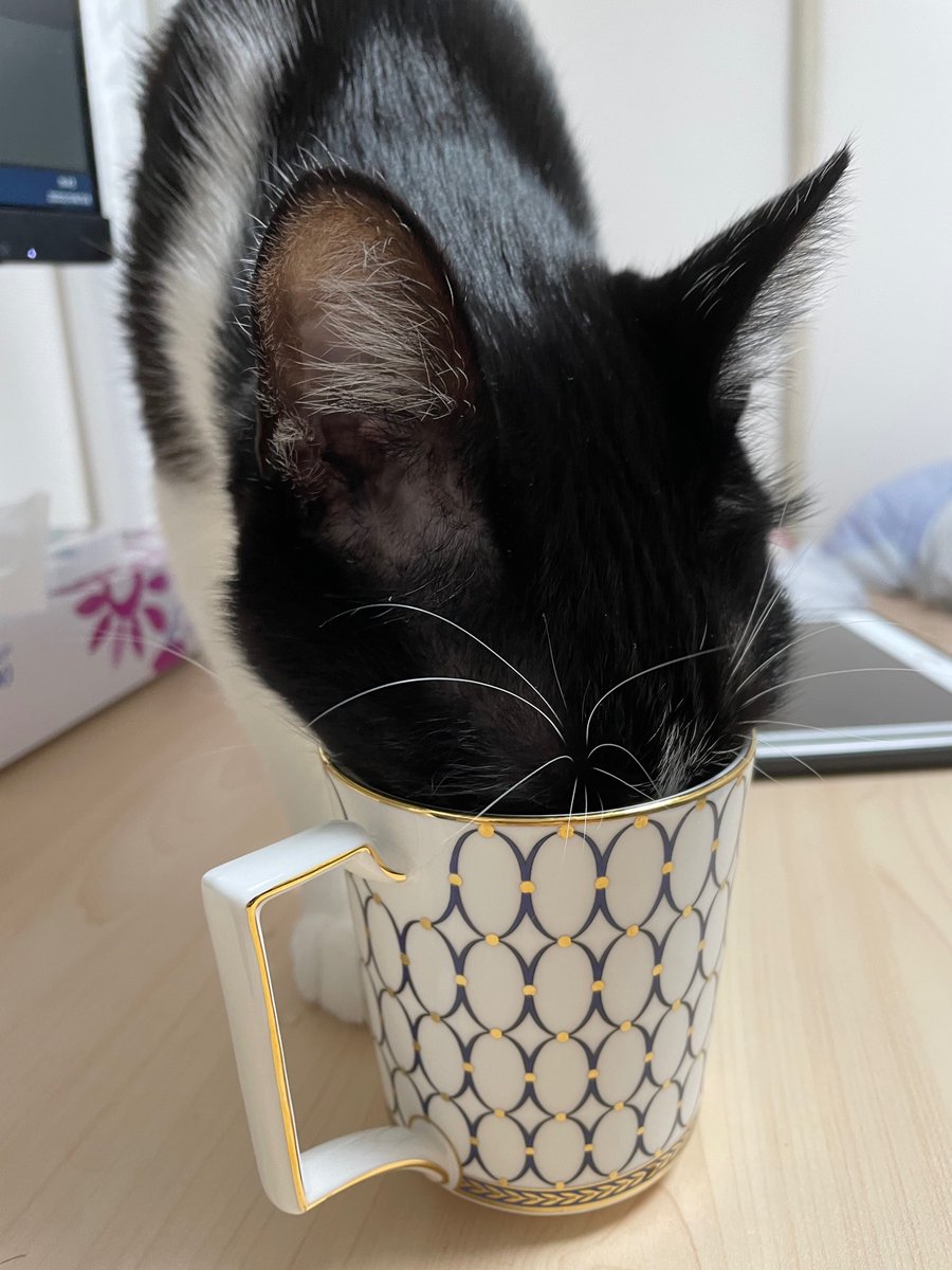 uta_a_cat's tweet photo. コップのお水を盗み飲み😛

#猫 #猫の居る暮らし #かわいいと思ったらRT #猫好きさんと繋がりたい https://t.co/uDyXAeCUkh