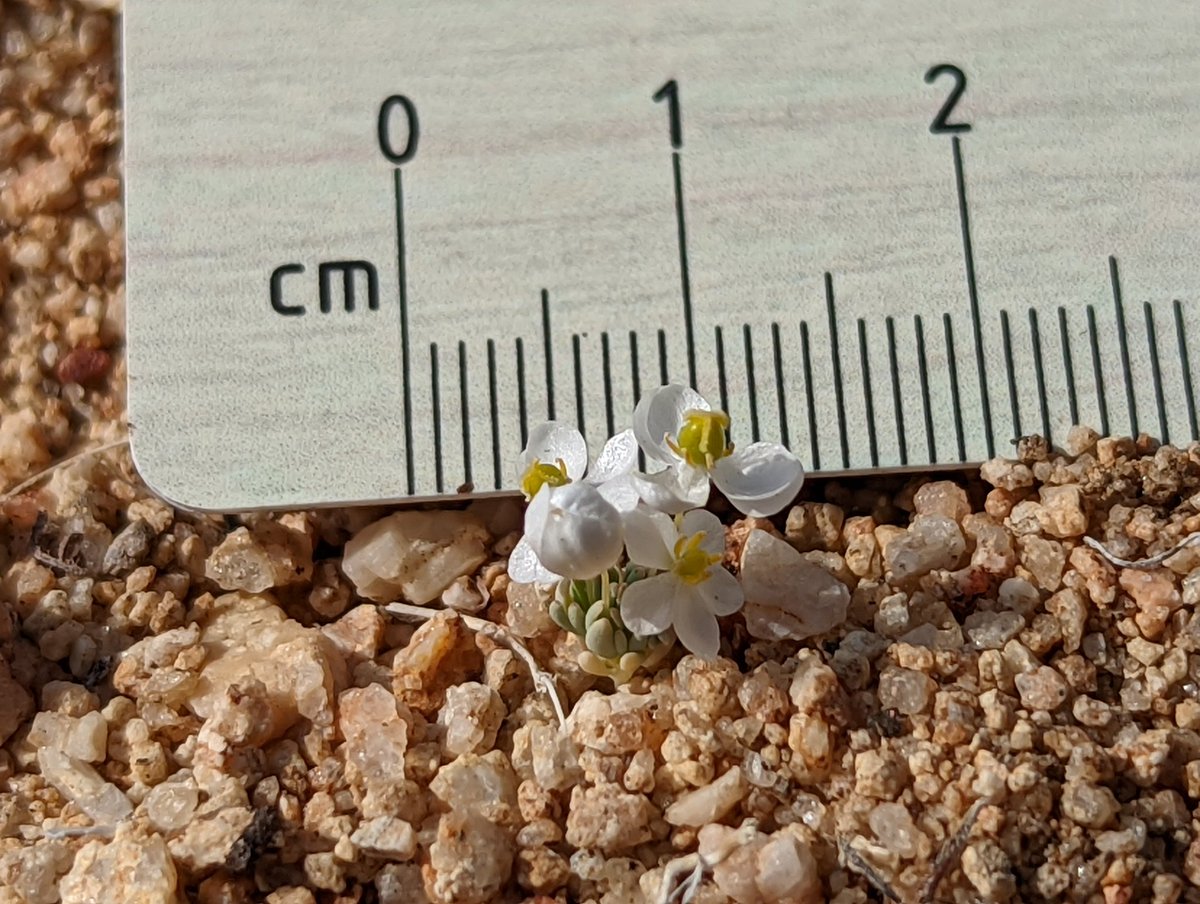 desertbotany's tweet photo. Met my dream girl this weekend, Canbya candida, the pygmy poppy!! This little one is endemic to southern California and fairly rare (4.2). How could you ever resist? https://t.co/heQPLu4NoX