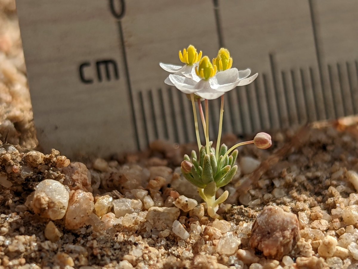 desertbotany's tweet photo. Met my dream girl this weekend, Canbya candida, the pygmy poppy!! This little one is endemic to southern California and fairly rare (4.2). How could you ever resist? https://t.co/heQPLu4NoX