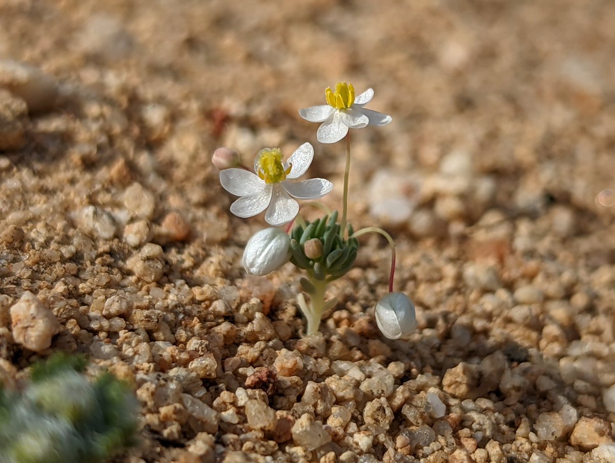 desertbotany's tweet photo. Met my dream girl this weekend, Canbya candida, the pygmy poppy!! This little one is endemic to southern California and fairly rare (4.2). How could you ever resist? https://t.co/heQPLu4NoX