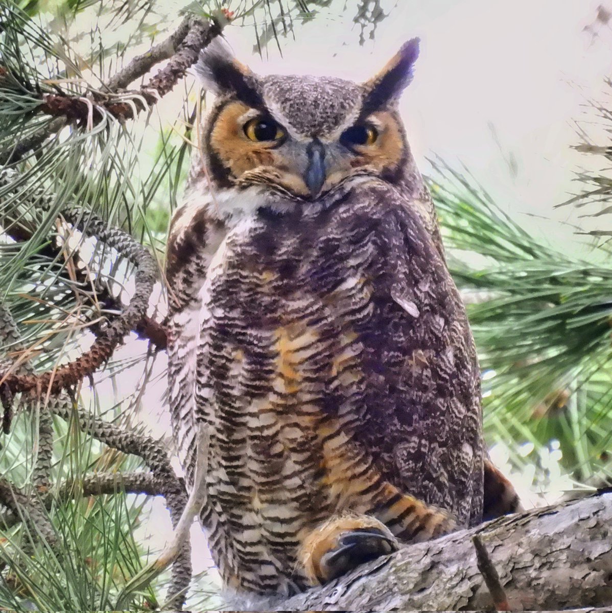 The Great Horned Owl enjoyed a relaxing, crow-free evening on Central Park's Cedar Hill today.