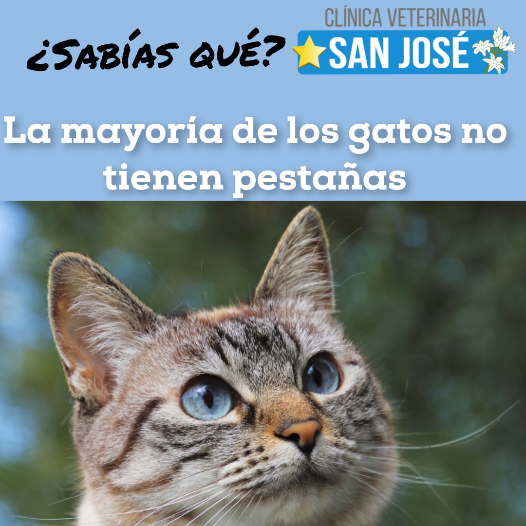 VetSnJose's tweet photo. Sabías qué?... tienen una especie de tercer párpado a modo de membrana que recubre su ojo y cumple con la misma función

Recuerda que contamos con al consulta oftalmológica para tu mejor amigo 🐶 🐱 👁 https://t.co/gm4yhmEXdj