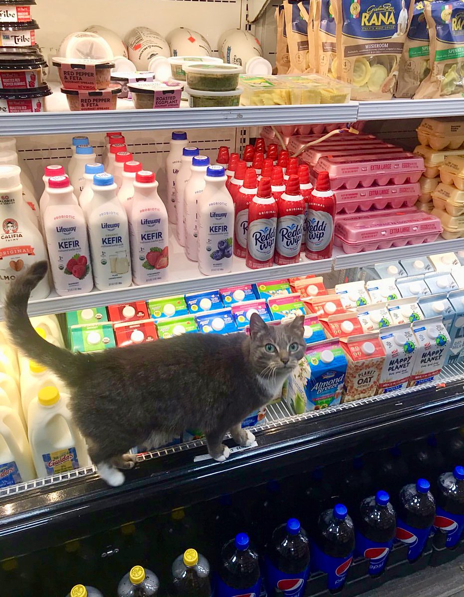 Bodegacats_'s tweet image. 