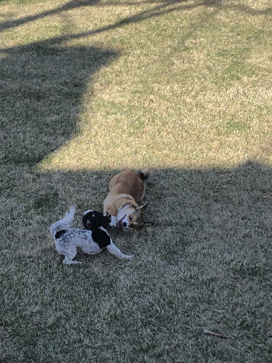 DebbieBrush's tweet photo. I have a new friend Finn https://t.co/wtMRW1uz3m