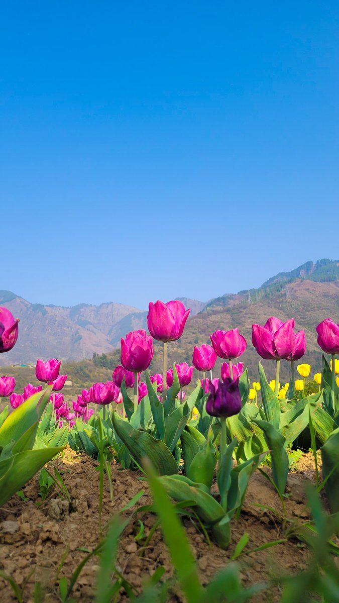 bomzon's tweet photo. @TheSneakyLens Tulip Garden in Srinagar, Kashmir. https://t.co/HTOnPdLrjW