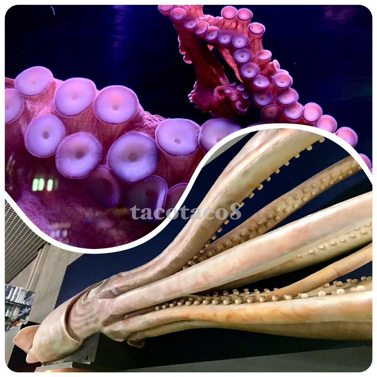 tacotaco_8's tweet photo. タコとイカの吸盤は違うのよー🐙🦑♪ https://t.co/M5hXEWzQl4
#イカタコ #タコ #イカ
#octopus #spuid https://t.co/fdYHtzy0y3