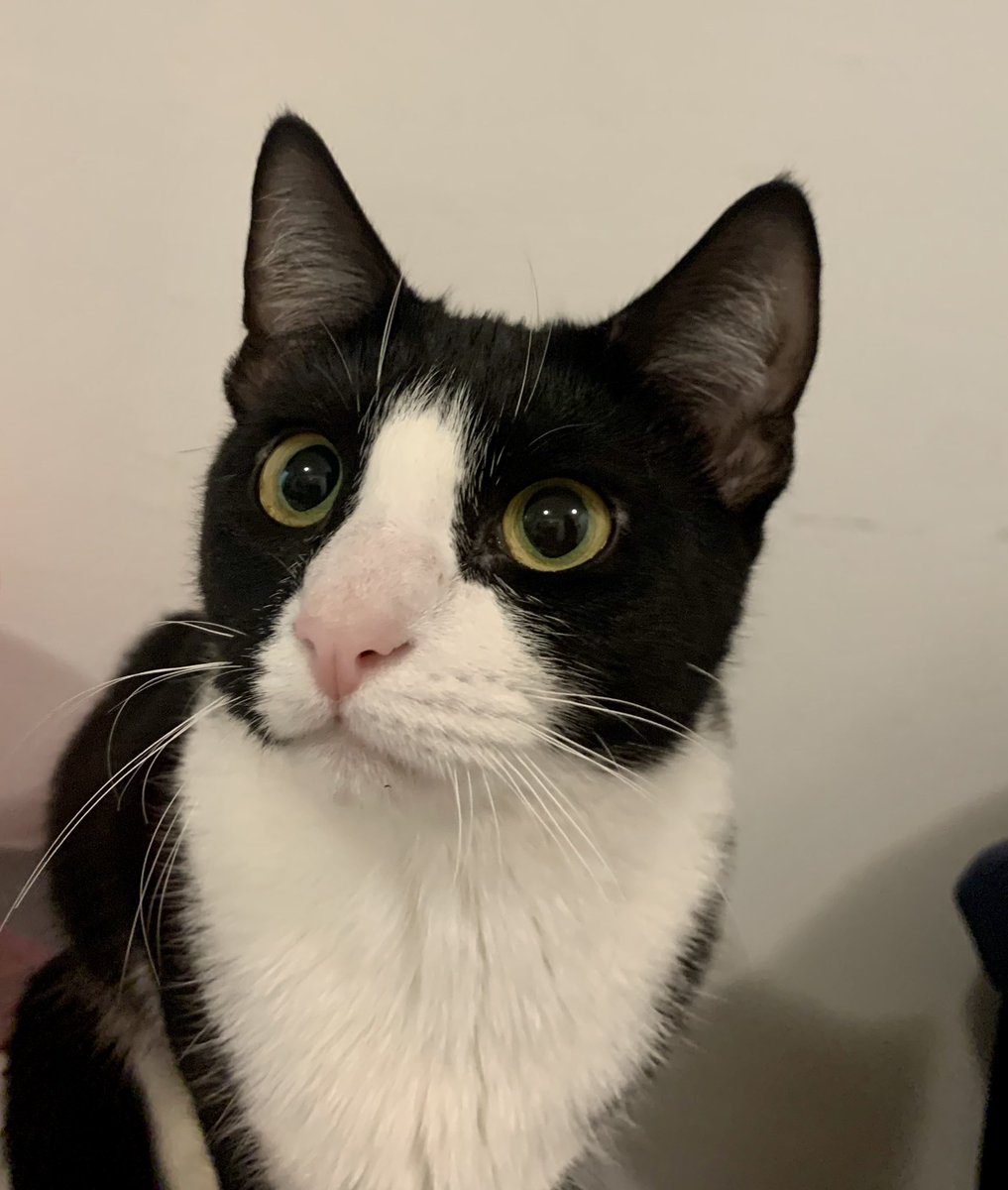 KeithOlbermann's tweet photo. NYC MISSING CAT ALERT: Luna is lost in Brooklyn at Broadway and Locust. She's 7 pounds and chipped: 985113005756701. If you've seen her please call 888-466-3242 and PLEASE RT LUNA! https://t.co/pGMtOP8soU