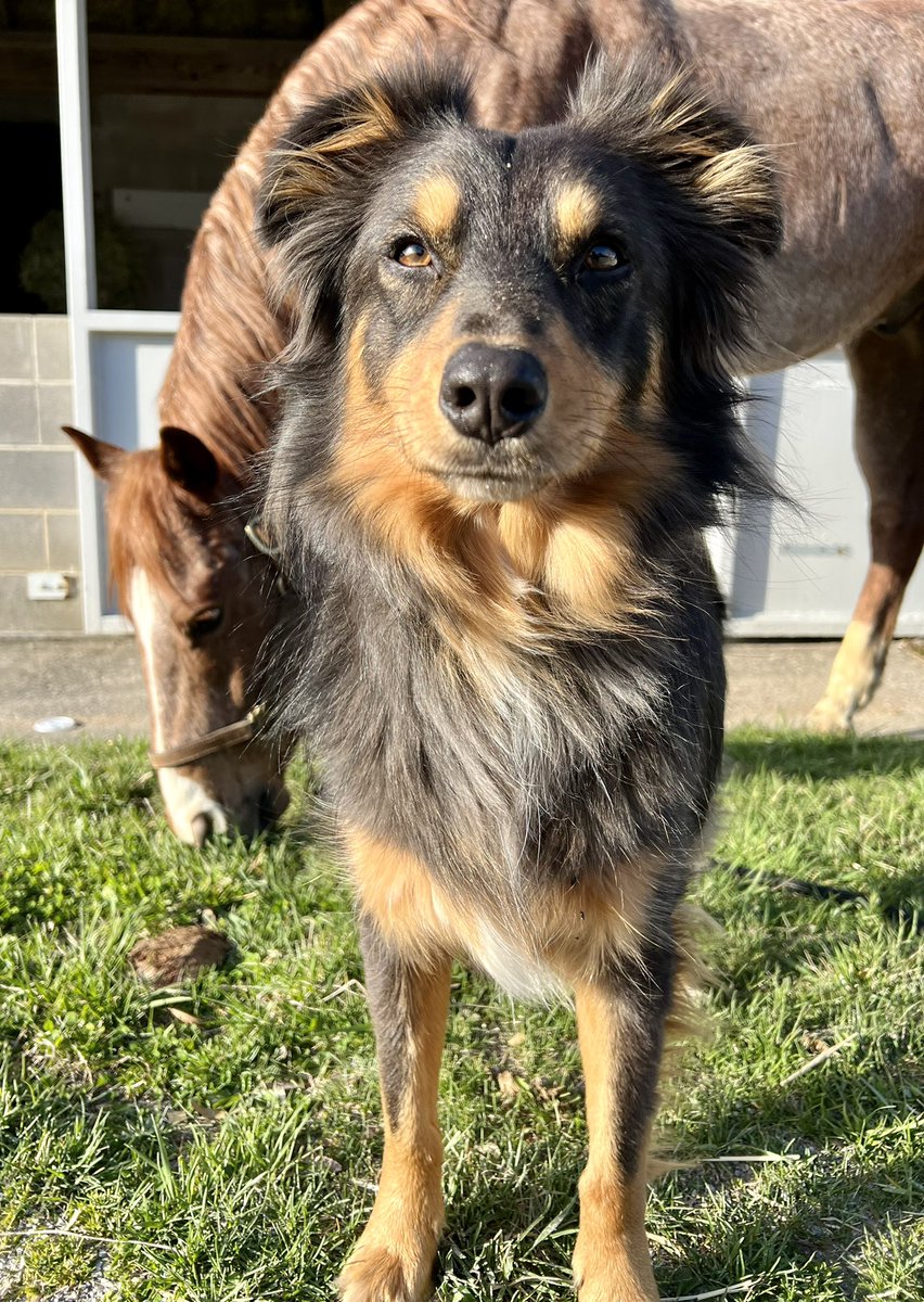 Look at this regal pup. (Yes, all I do is post about my animals)