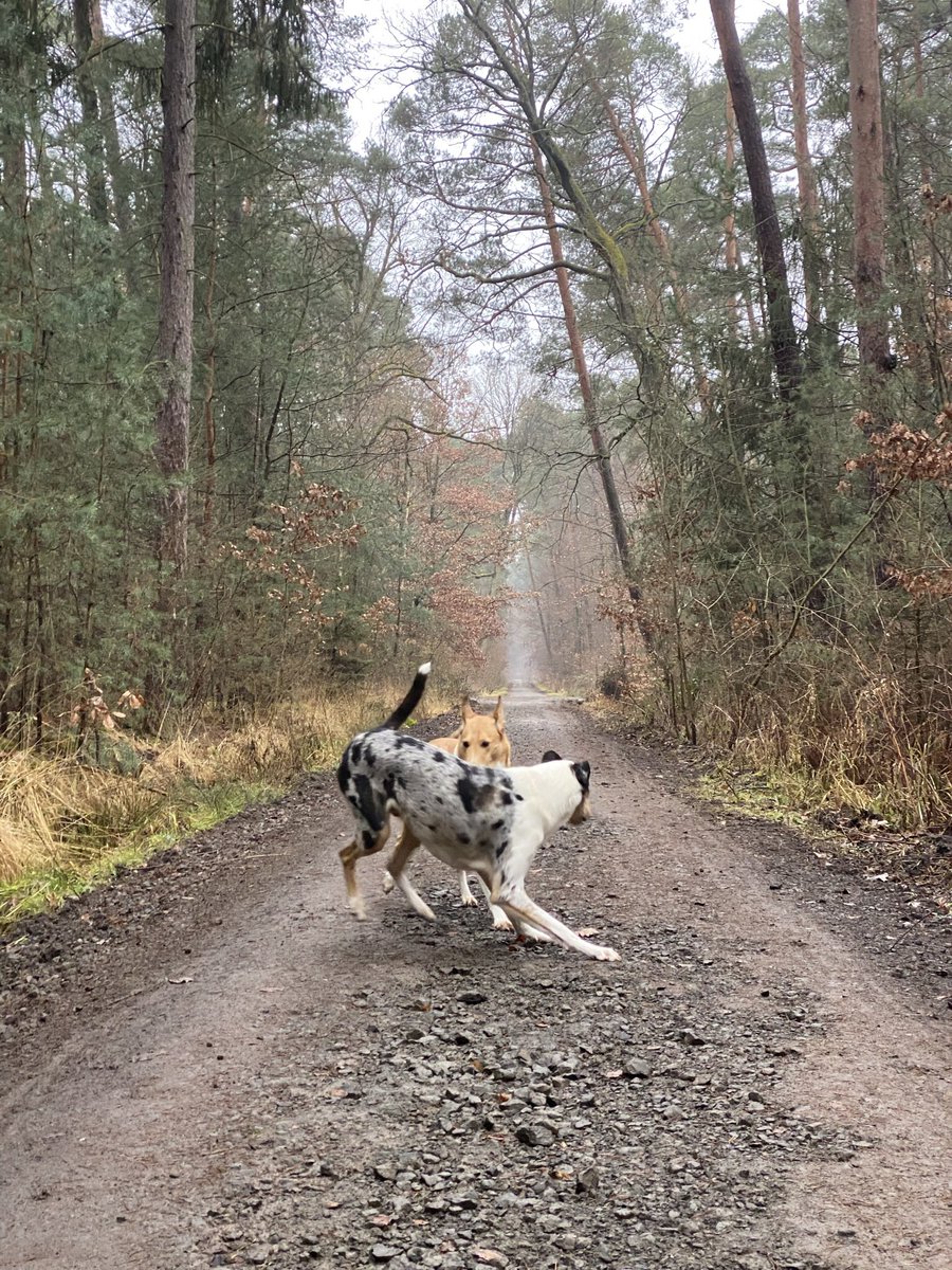 persStylist's tweet photo. 🌲Self care Sundays like this, when you enjoy the time with your dogs in the nature. Do the things that make you feel good - Body, Mind and Soul. What have you done for yourself on the weekend?🌲
#ruthmelanie #lifestyle #smoothcollie #sable #bluemerle #studdog #selfcare #nature https://t.co/IPQl7A6JQb