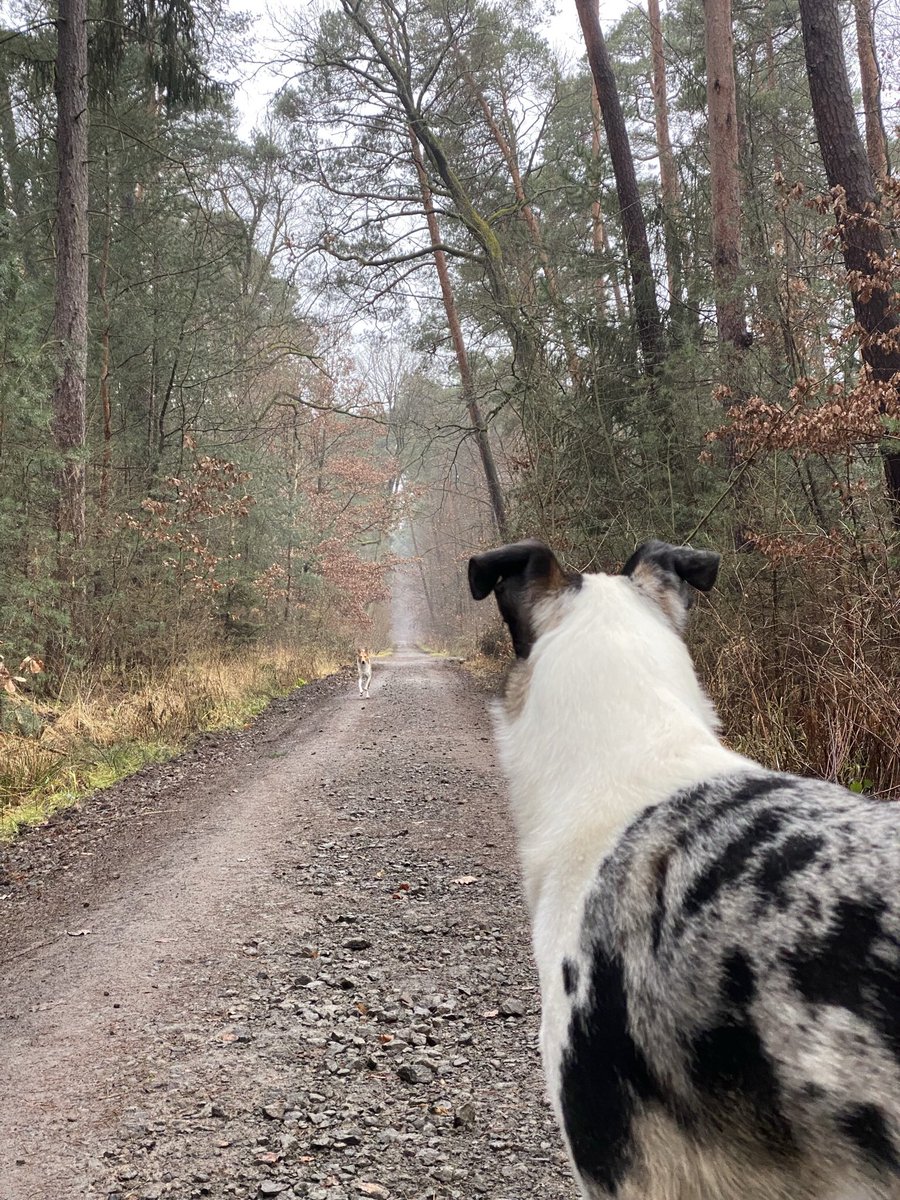 persStylist's tweet photo. 🌲Self care Sundays like this, when you enjoy the time with your dogs in the nature. Do the things that make you feel good - Body, Mind and Soul. What have you done for yourself on the weekend?🌲
#ruthmelanie #lifestyle #smoothcollie #sable #bluemerle #studdog #selfcare #nature https://t.co/IPQl7A6JQb