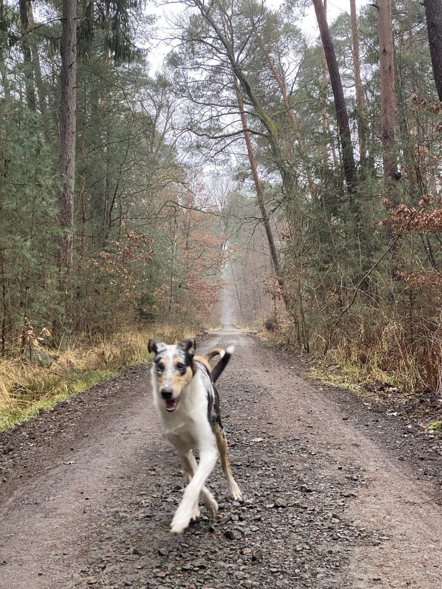 persStylist's tweet photo. 🌲Self care Sundays like this, when you enjoy the time with your dogs in the nature. Do the things that make you feel good - Body, Mind and Soul. What have you done for yourself on the weekend?🌲
#ruthmelanie #lifestyle #smoothcollie #sable #bluemerle #studdog #selfcare #nature https://t.co/IPQl7A6JQb