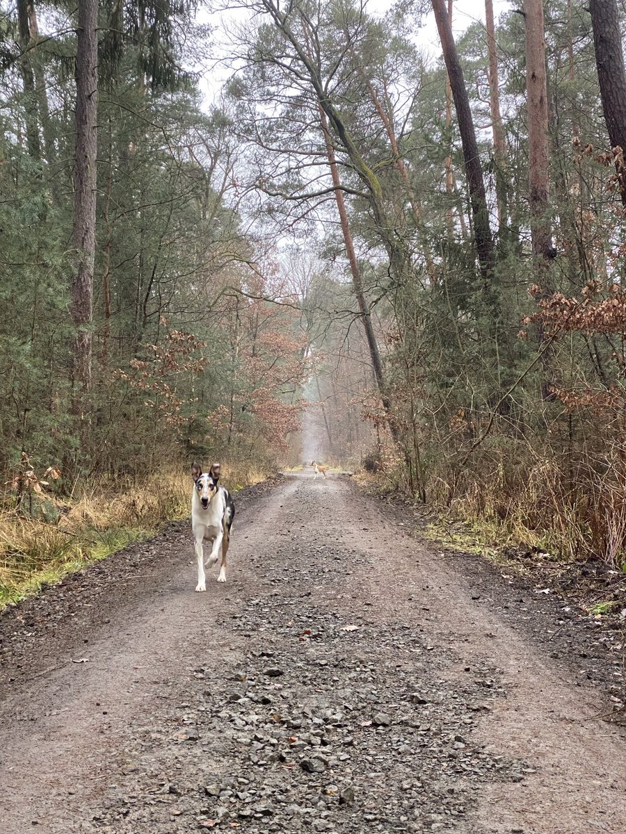 persStylist's tweet photo. 🌲Self care Sundays like this, when you enjoy the time with your dogs in the nature. Do the things that make you feel good - Body, Mind and Soul. What have you done for yourself on the weekend?🌲
#ruthmelanie #lifestyle #smoothcollie #sable #bluemerle #studdog #selfcare #nature https://t.co/IPQl7A6JQb
