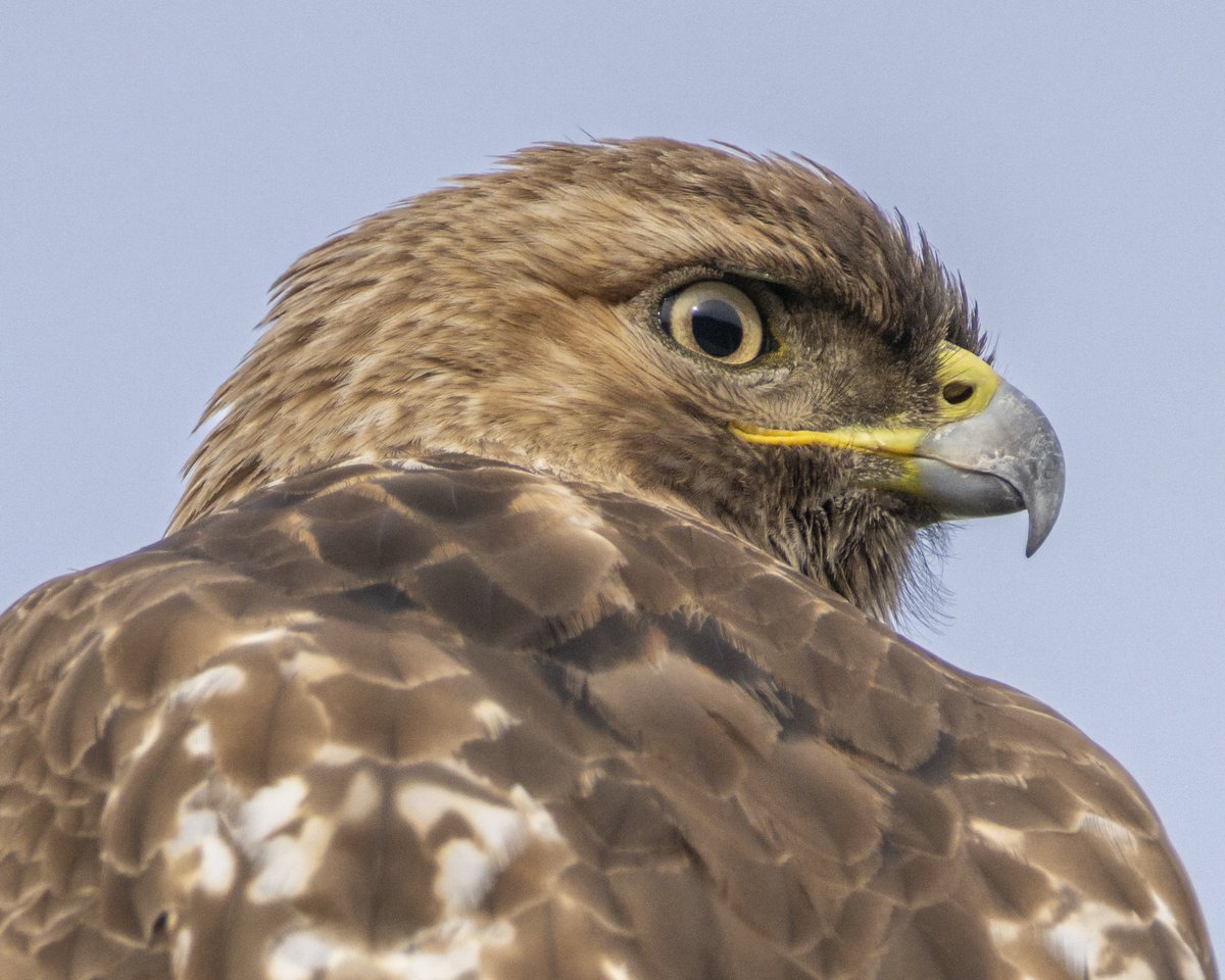 Monitoring the yard for vole activity. #hawk #birdwatching #birdphotography #Nikon